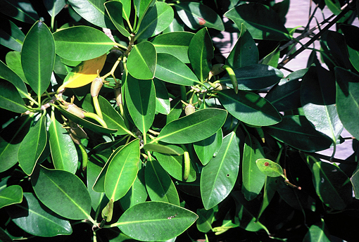 mangrove leaves